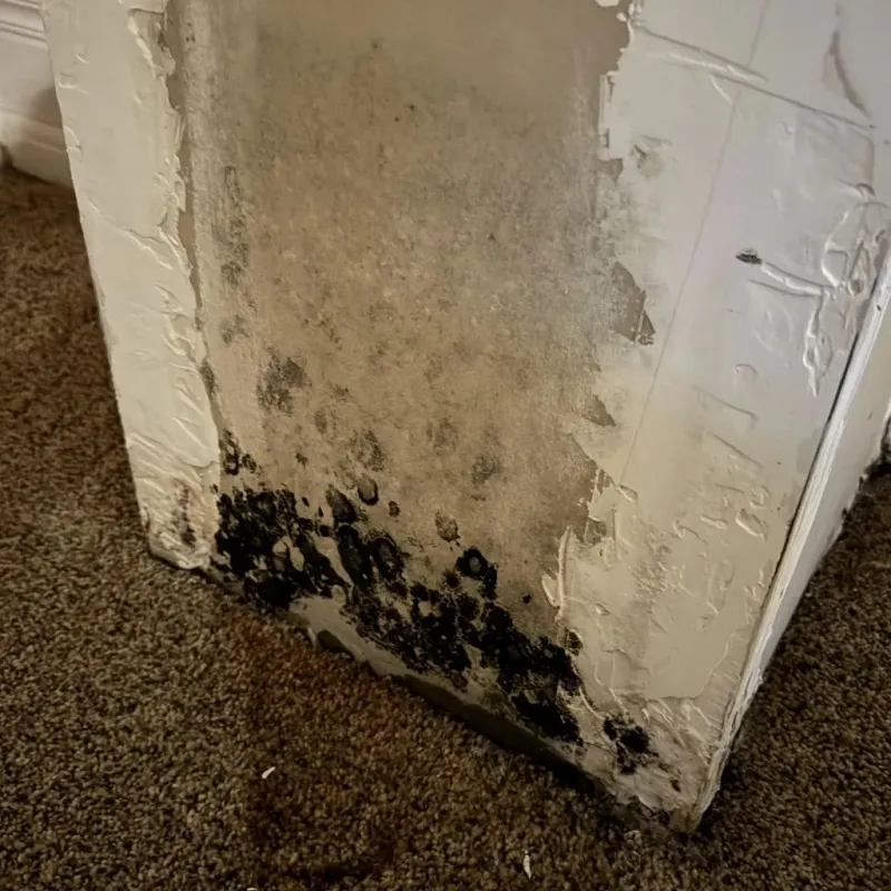 Professional Mold Removal in Inman, KS